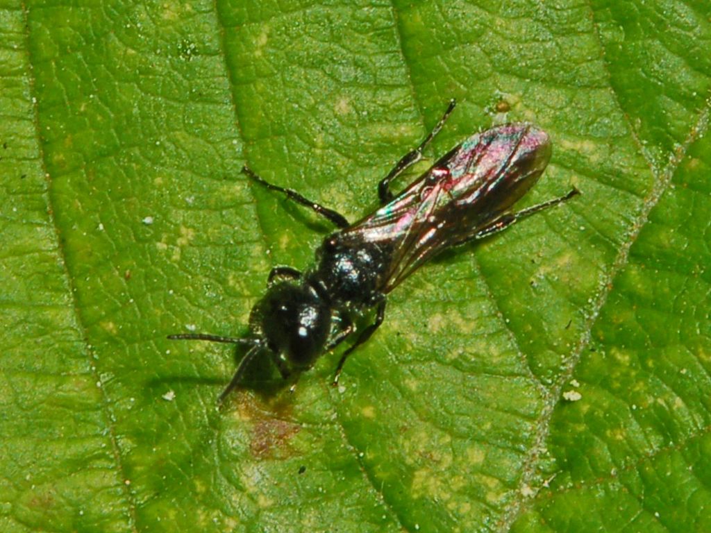 Probabile Pemphredon sp. (Crabronidae)